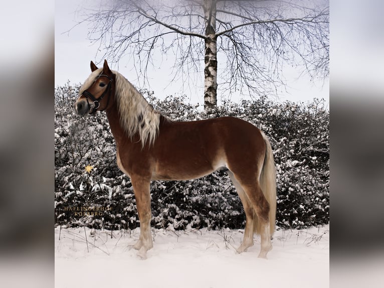 Haflinger Caballo castrado 4 años 148 cm in Trebbin