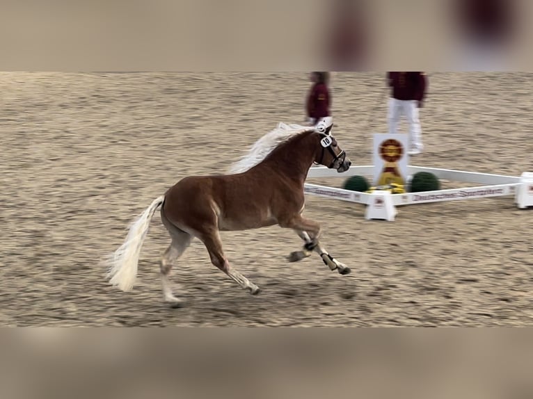 Haflinger Caballo castrado 4 años 148 cm in Trebbin