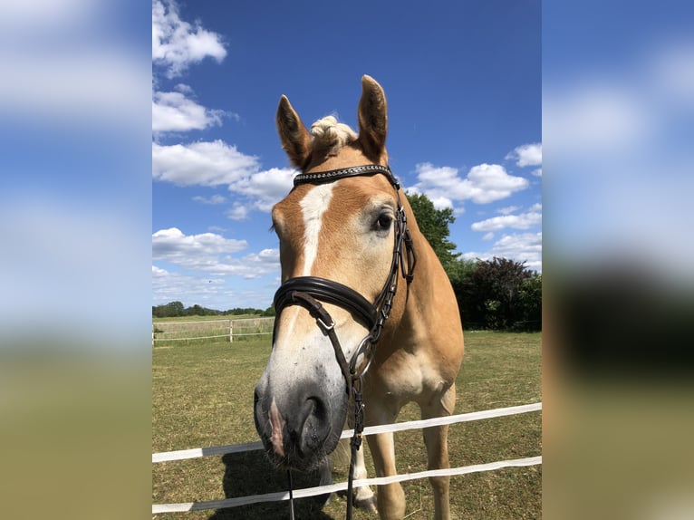Haflinger Caballo castrado 4 años 148 cm in Freystadt