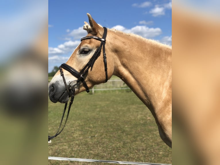 Haflinger Caballo castrado 4 años 148 cm in Freystadt