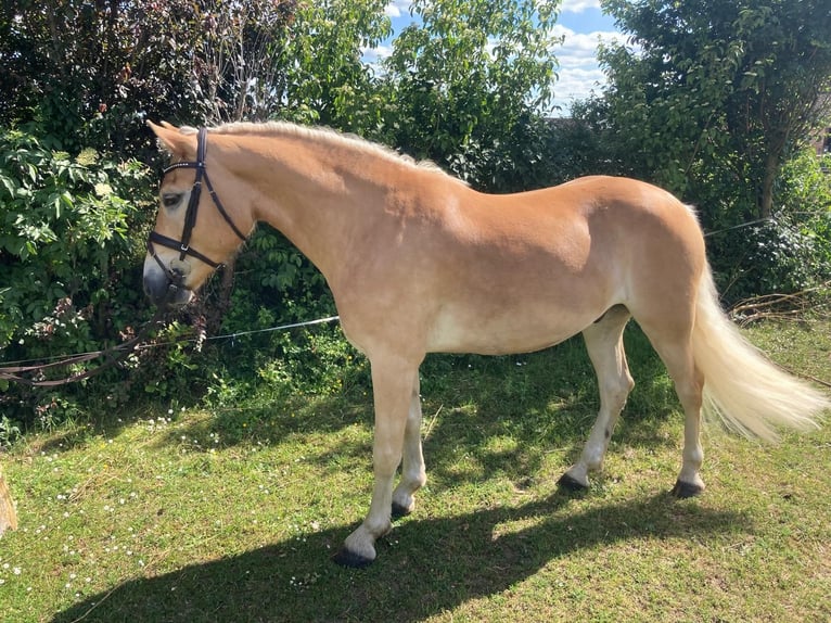 Haflinger Caballo castrado 4 años 148 cm in Freystadt