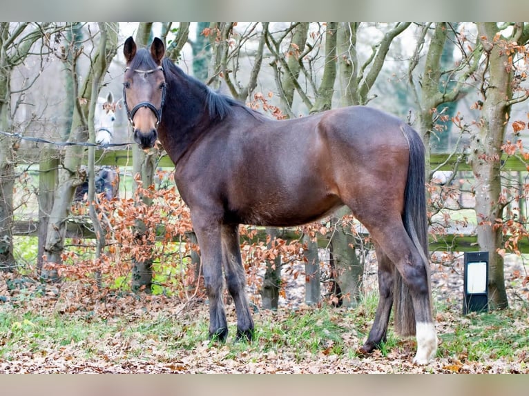 Haflinger Mestizo Caballo castrado 4 años 148 cm Castaño oscuro in Borculo
