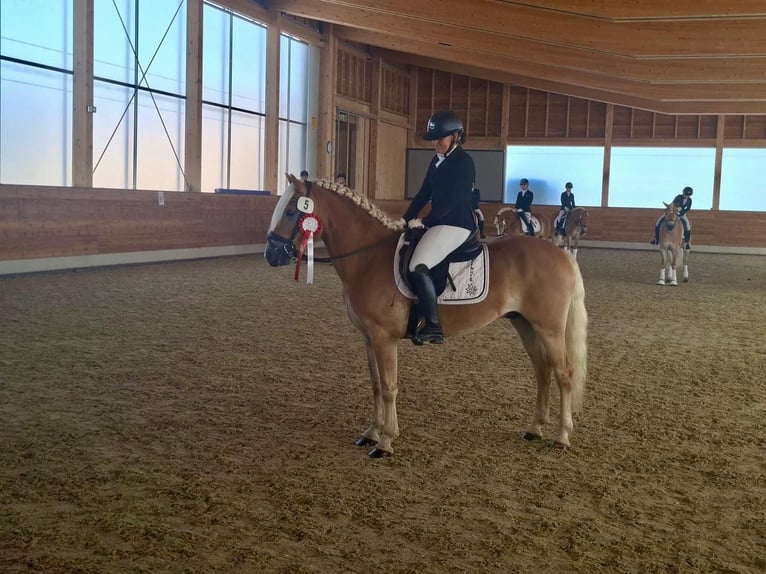 Haflinger Caballo castrado 4 años 149 cm Alazán in Seekirchen am Wallersee