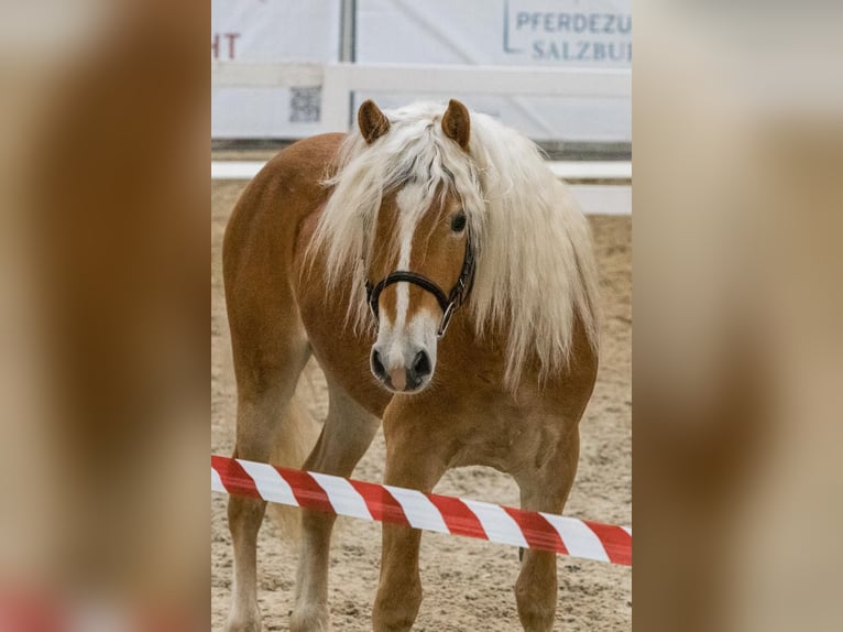 Haflinger Caballo castrado 4 años 149 cm Alazán in Seekirchen am Wallersee