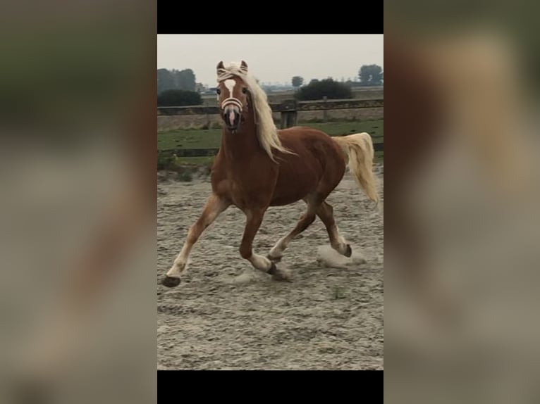 Haflinger Caballo castrado 4 años 149 cm Alazán rojizo in Veurne