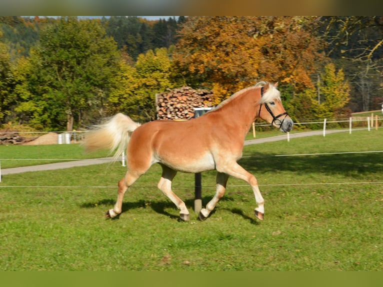 Haflinger Caballo castrado 4 años 150 cm Alazán in Feistritz ob Bleiburg