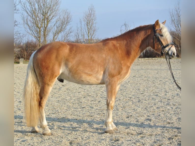 Haflinger Caballo castrado 4 años 150 cm Alazán in Leobersdorf