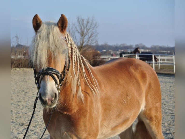 Haflinger Caballo castrado 4 años 150 cm Alazán in Leobersdorf