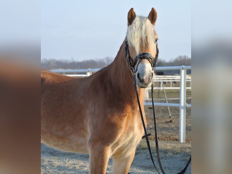 Haflinger Caballo castrado 4 años 150 cm Alazán in Leobersdorf