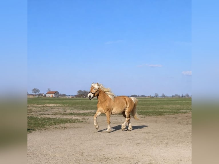 Haflinger Caballo castrado 4 años 150 cm Alazán in Oberostendorf