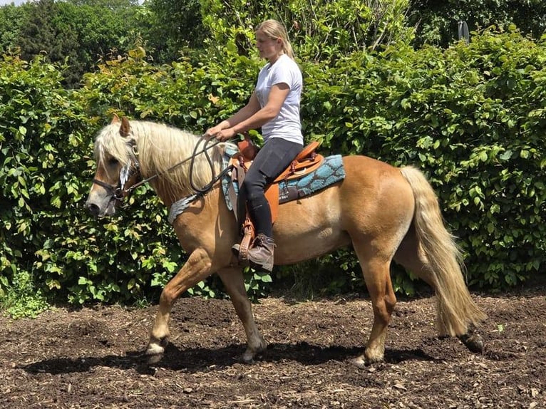 Haflinger Caballo castrado 4 años 150 cm Alazán in Linkenbach