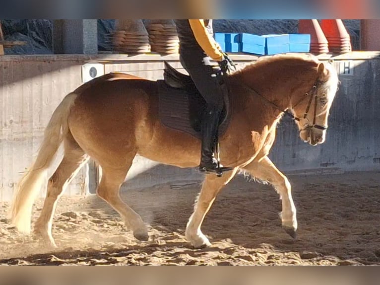 Haflinger Caballo castrado 4 años 150 cm Alazán in Michelhofen