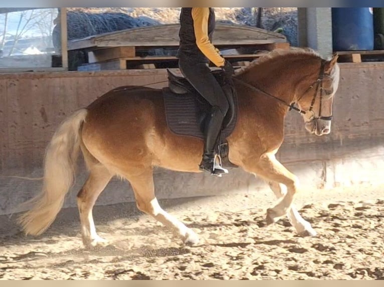 Haflinger Caballo castrado 4 años 150 cm Alazán in Michelhofen