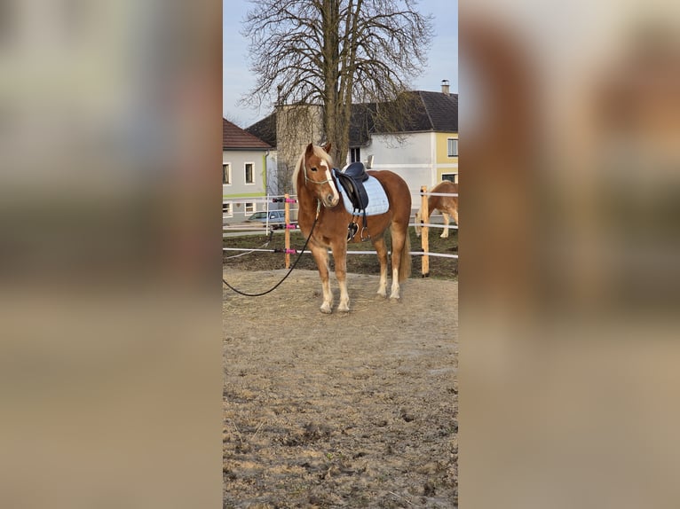 Haflinger Mestizo Caballo castrado 4 años 150 cm Alazán-tostado in Amstetten