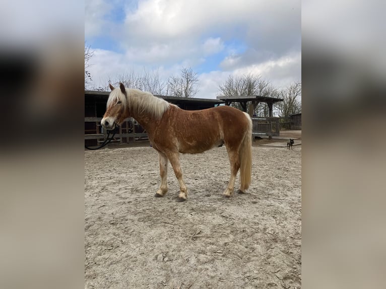 Haflinger Caballo castrado 4 años 150 cm Alazán in Holtgast