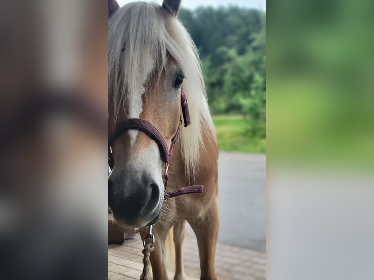 Haflinger Caballo castrado 4 años 150 cm  in Deggenhausertal