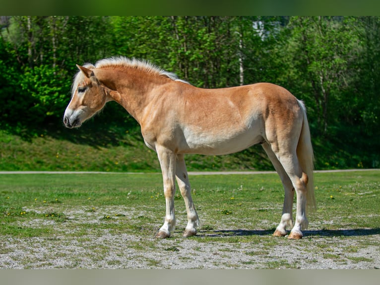 Haflinger Caballo castrado 4 años 150 cm in Distelberg