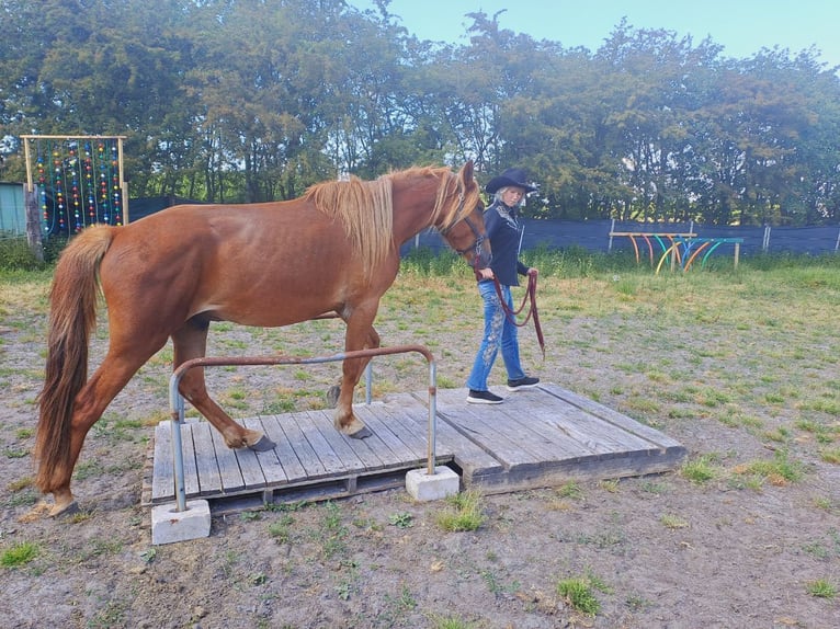 Haflinger Mestizo Caballo castrado 4 años 150 cm Castaño in Bredstedt