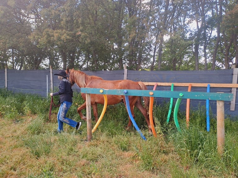 Haflinger Mestizo Caballo castrado 4 años 150 cm Castaño in Bredstedt