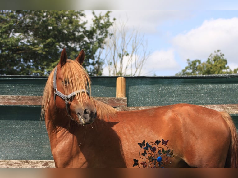 Haflinger Mestizo Caballo castrado 4 años 150 cm Castaño in Bredstedt