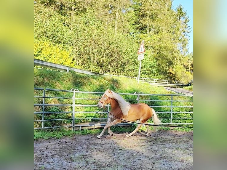 Haflinger Caballo castrado 4 años 150 cm Palomino in Hundsbach