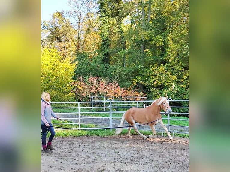 Haflinger Caballo castrado 4 años 150 cm Palomino in Hundsbach