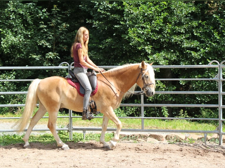 Haflinger Caballo castrado 4 años 150 cm Palomino in Hundsbach