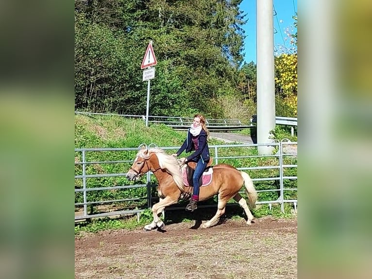 Haflinger Caballo castrado 4 años 150 cm Palomino in Hundsbach