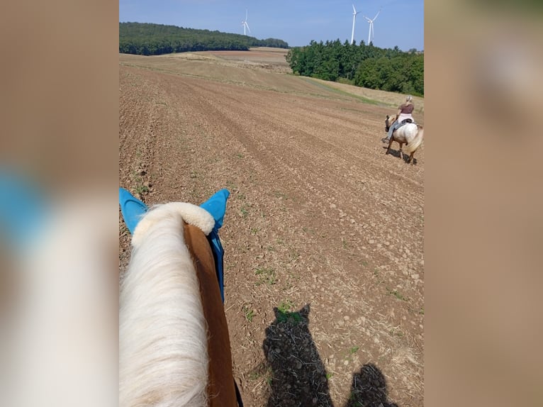 Haflinger Caballo castrado 4 años 150 cm Palomino in Hundsbach