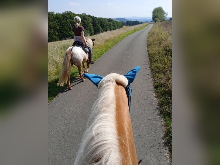 Haflinger Caballo castrado 4 años 150 cm Palomino in Hundsbach