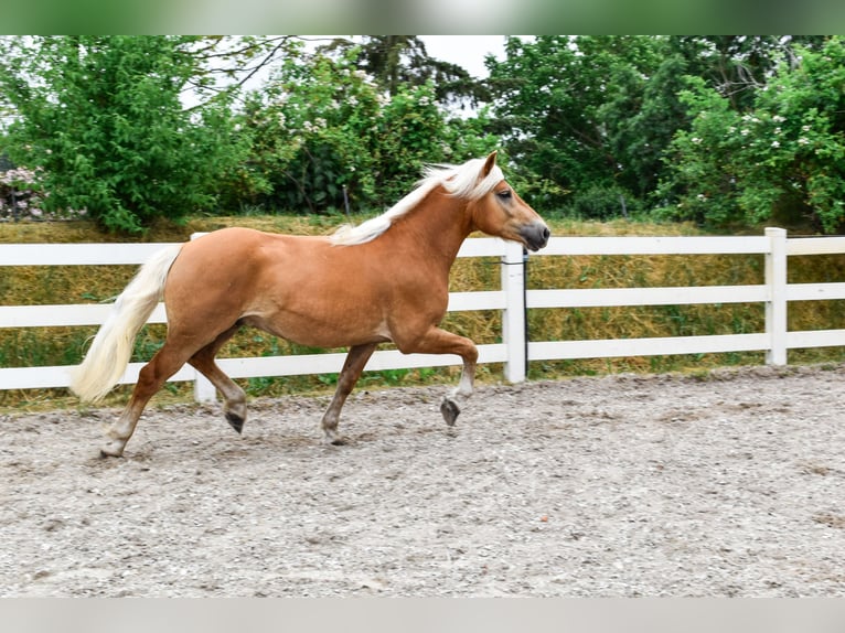 Haflinger Caballo castrado 4 años 151 cm Alazán in Seebad Bansin