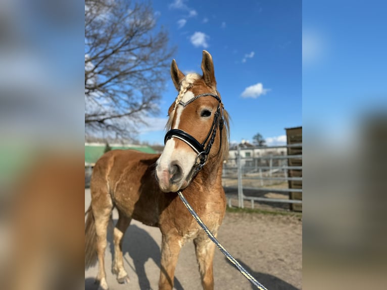 Haflinger Caballo castrado 4 años 151 cm  in Fischamend-Markt