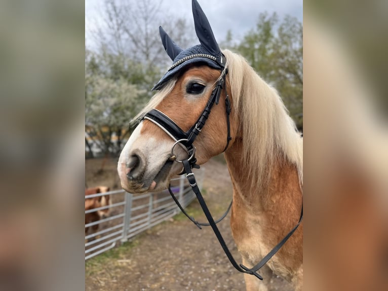 Haflinger Caballo castrado 4 años 151 cm  in Fischamend-Markt