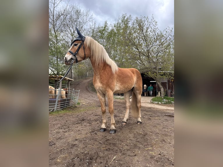 Haflinger Caballo castrado 4 años 151 cm  in Fischamend-Markt