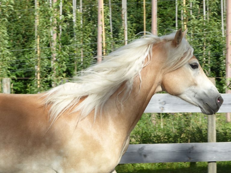 Haflinger Caballo castrado 4 años 151 cm in Nauders