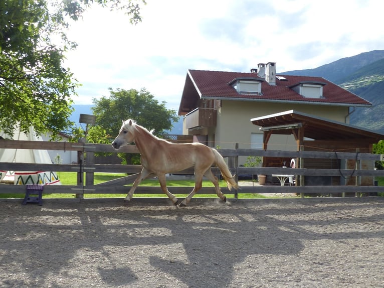 Haflinger Caballo castrado 4 años 151 cm in Nauders