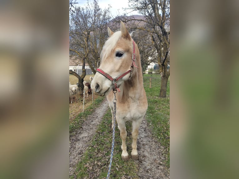 Haflinger Caballo castrado 4 años 151 cm in Nauders