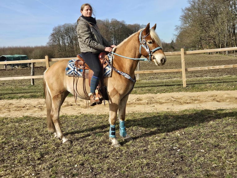 Haflinger Caballo castrado 4 años 152 cm Alazán in Linkenbach