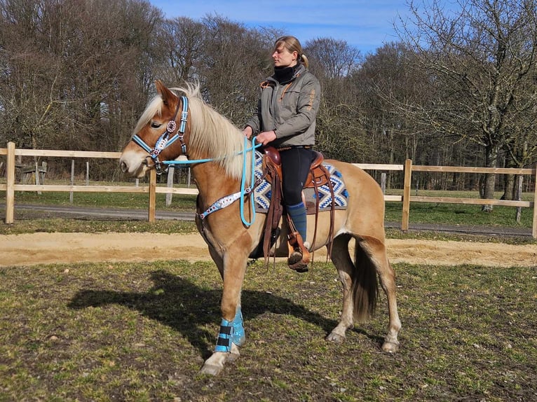 Haflinger Caballo castrado 4 años 152 cm Alazán in Linkenbach