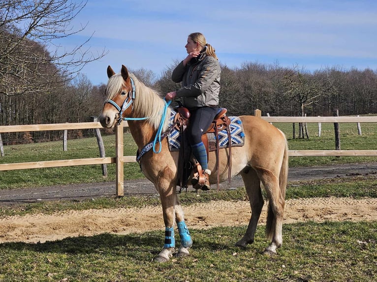 Haflinger Caballo castrado 4 años 152 cm Alazán in Linkenbach