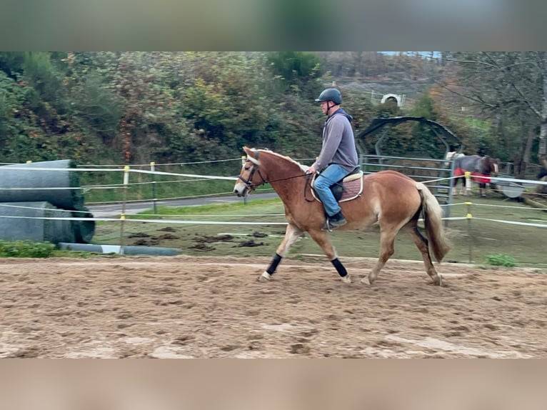 Haflinger Caballo castrado 4 años 152 cm Alazán in Morsbach