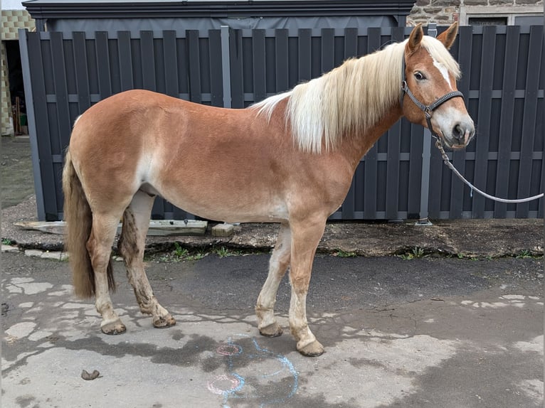 Haflinger Caballo castrado 4 años 152 cm Alazán in Morsbach