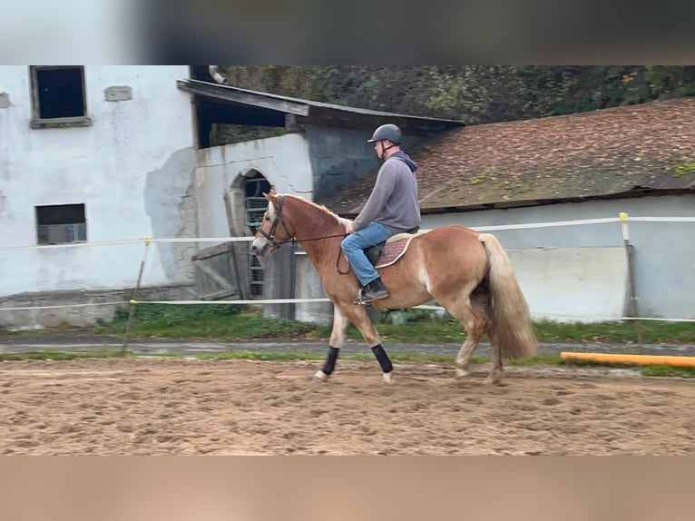 Haflinger Caballo castrado 4 años 152 cm Alazán in Morsbach