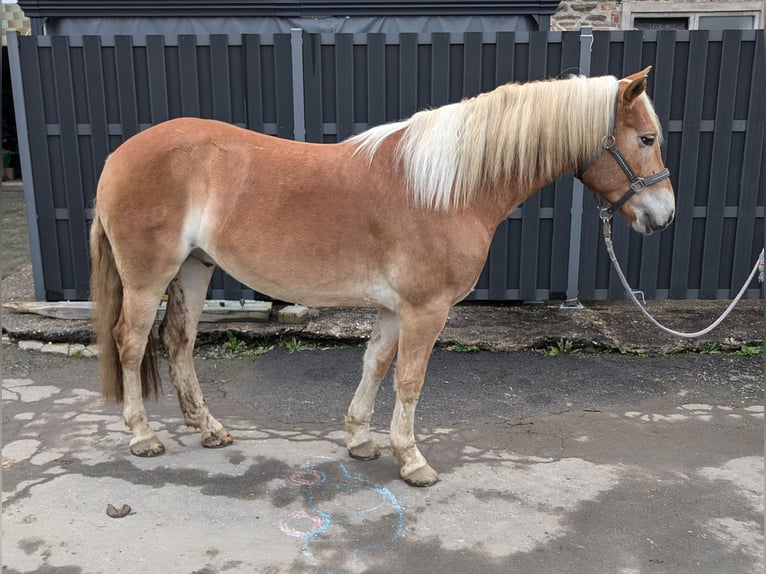 Haflinger Caballo castrado 4 años 152 cm Alazán in Morsbach