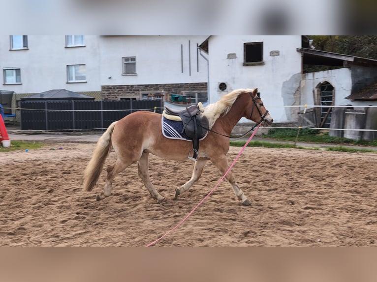 Haflinger Caballo castrado 4 años 152 cm Alazán in Morsbach