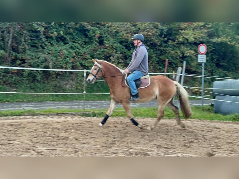 Haflinger Caballo castrado 4 años 152 cm Alazán in Morsbach