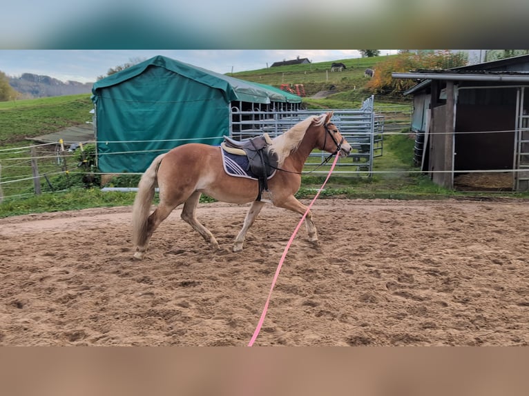 Haflinger Caballo castrado 4 años 152 cm Alazán in Morsbach