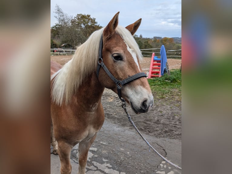 Haflinger Caballo castrado 4 años 152 cm Alazán in Morsbach