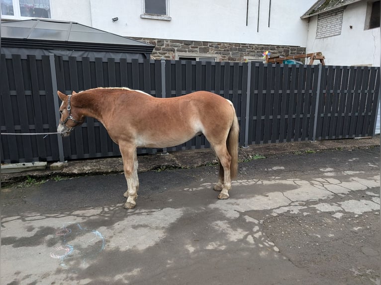 Haflinger Caballo castrado 4 años 152 cm Alazán in Morsbach