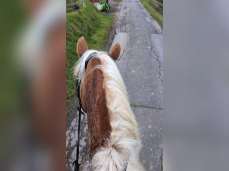 Haflinger Caballo castrado 4 años 152 cm Alazán in Morsbach